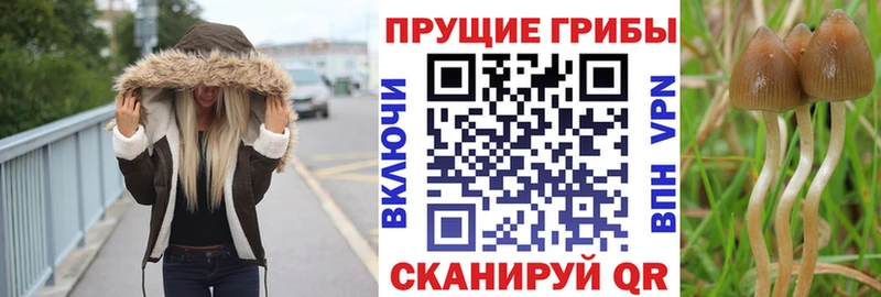 Псилоцибиновые грибы MAGIC MUSHROOMS  blacksprut ТОР  Пушкино  купить закладку 